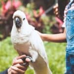 parrot scared to leave cage