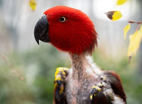 Eclectus with Bird Feathers Disease