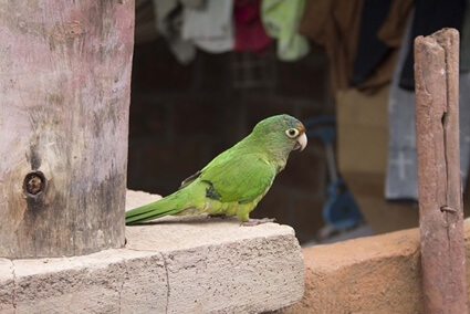 why does my conure bite me?