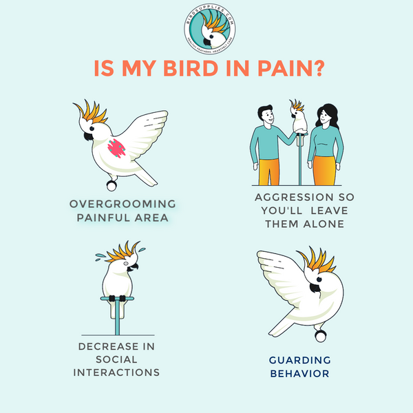 Is my bird in pain?