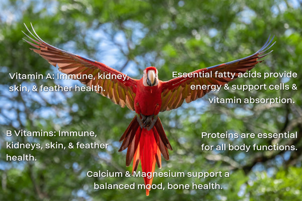 bird vitamins for feathers