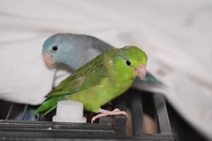 green-rumped parrotlet