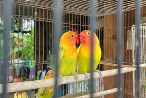 lovebirds