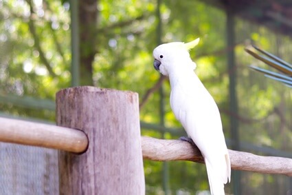 lifecycle of a cockatoo