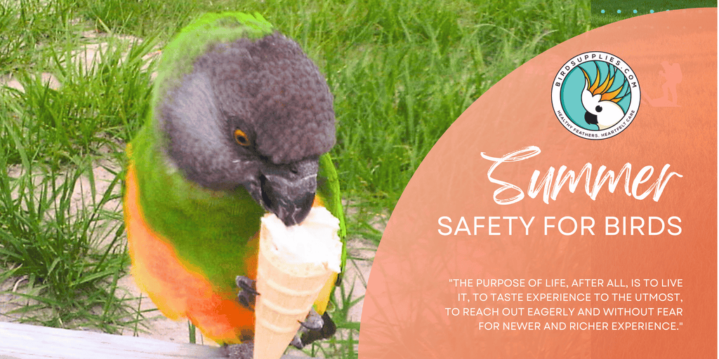 Summer Safety for Birds