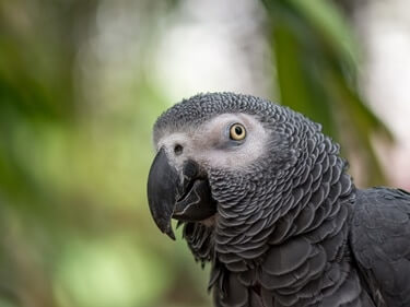 why do parrots beaks need to be trimmed?