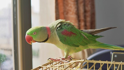 how long should you quarantine a new parrot?