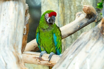 how long does it take for a parrot's feathers to grow back?