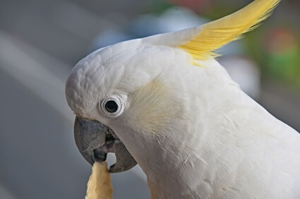 are cockatoo bites dangerous?