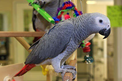 african grey parrots as pets