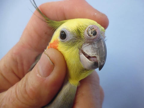 cockatiel with vitamin A deficiency