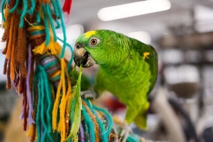 female green parrot names