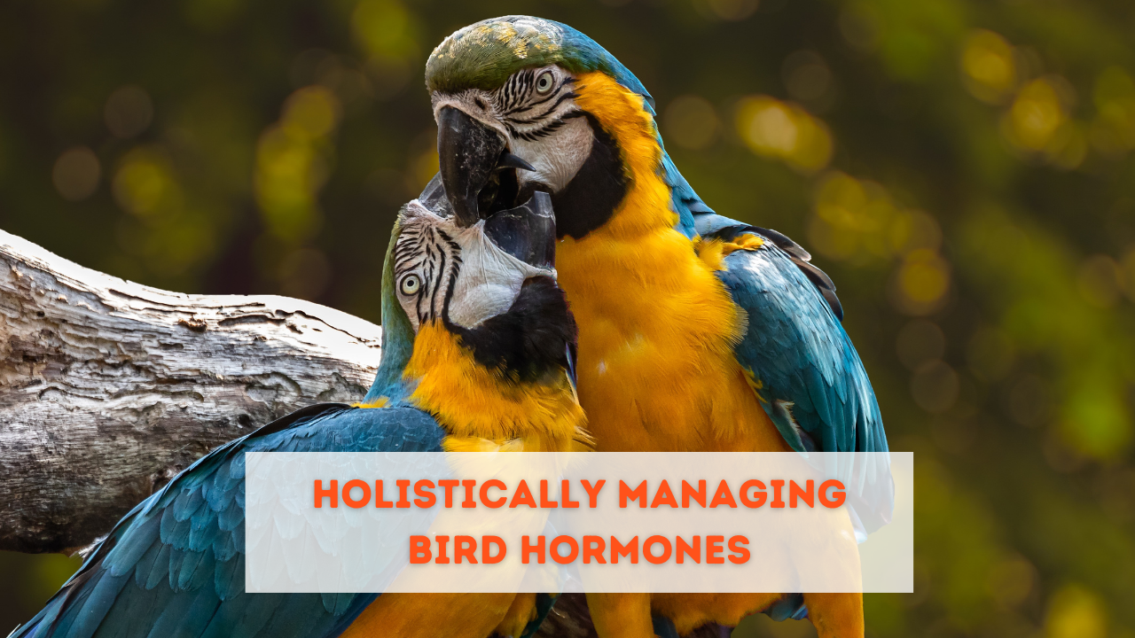 The Remaining Info to Holistically Managing Fowl Hormones