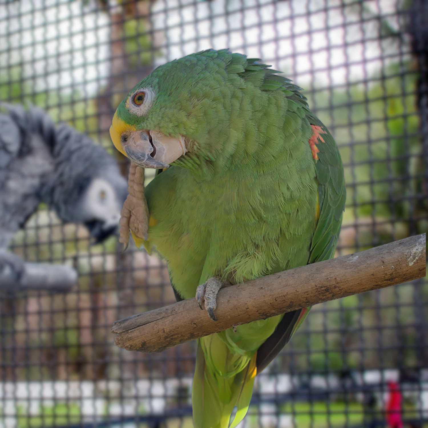 Hen Scratching? 7 Causes Why Is Your Parrot Is So Itchy