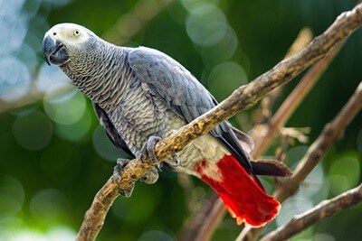 How To Take Care of African Grey Parrots