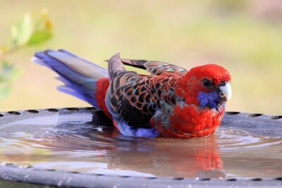 Do Rosella Parrots Make Good Pets?