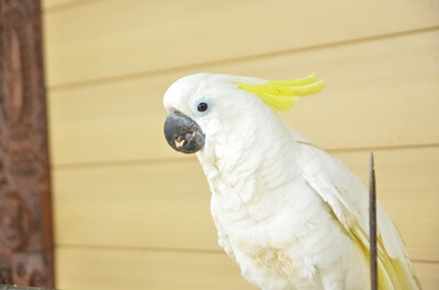 How Prolonged Do Cockatoos Reside? (Age Desk)