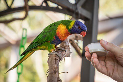 What Do I Determine My Parrot? (200 Best Parrot Names Ever!)