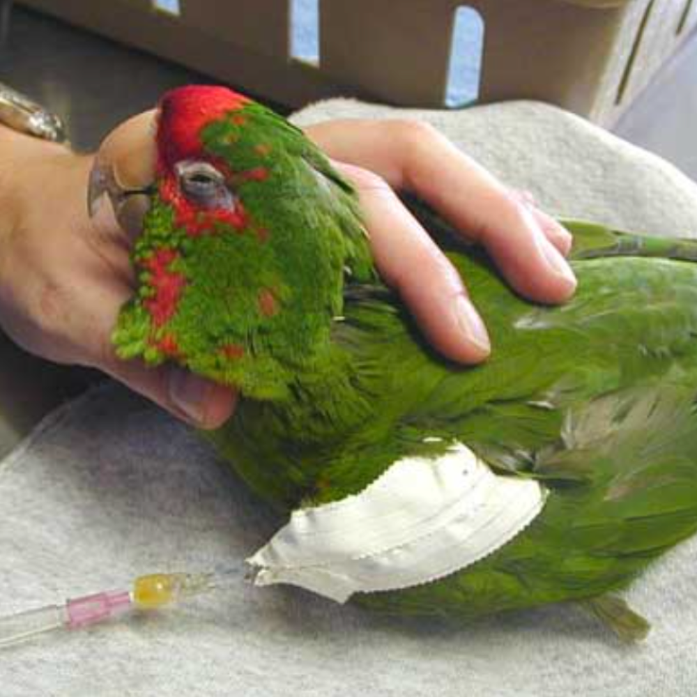 Pet Chook & Parrot Hurt Care When You Can not Uncover a Vet