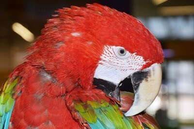 How Do You Promote Feather Improvement in Parrots?