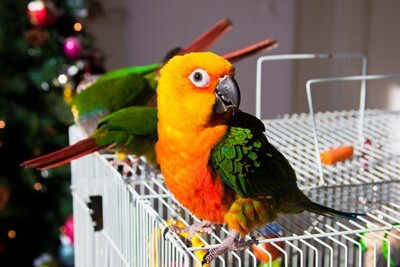 How To Take care of A Conure Parrot for Learners