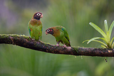 Are Parrots Afraid of Thunder? (Outcomes of Storms)