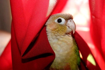 Do Conures Chew A Lot? (Does It REALLY Harm?)