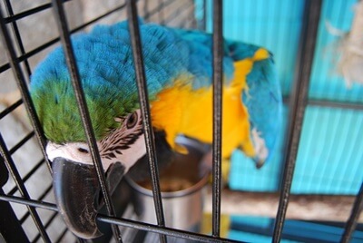 How To Stop A Parrot from Chewing Furnishings (Advice + Concepts)