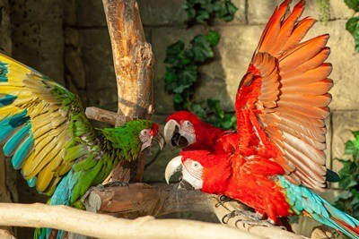 What To Do If Your Parrot Is Hormonal