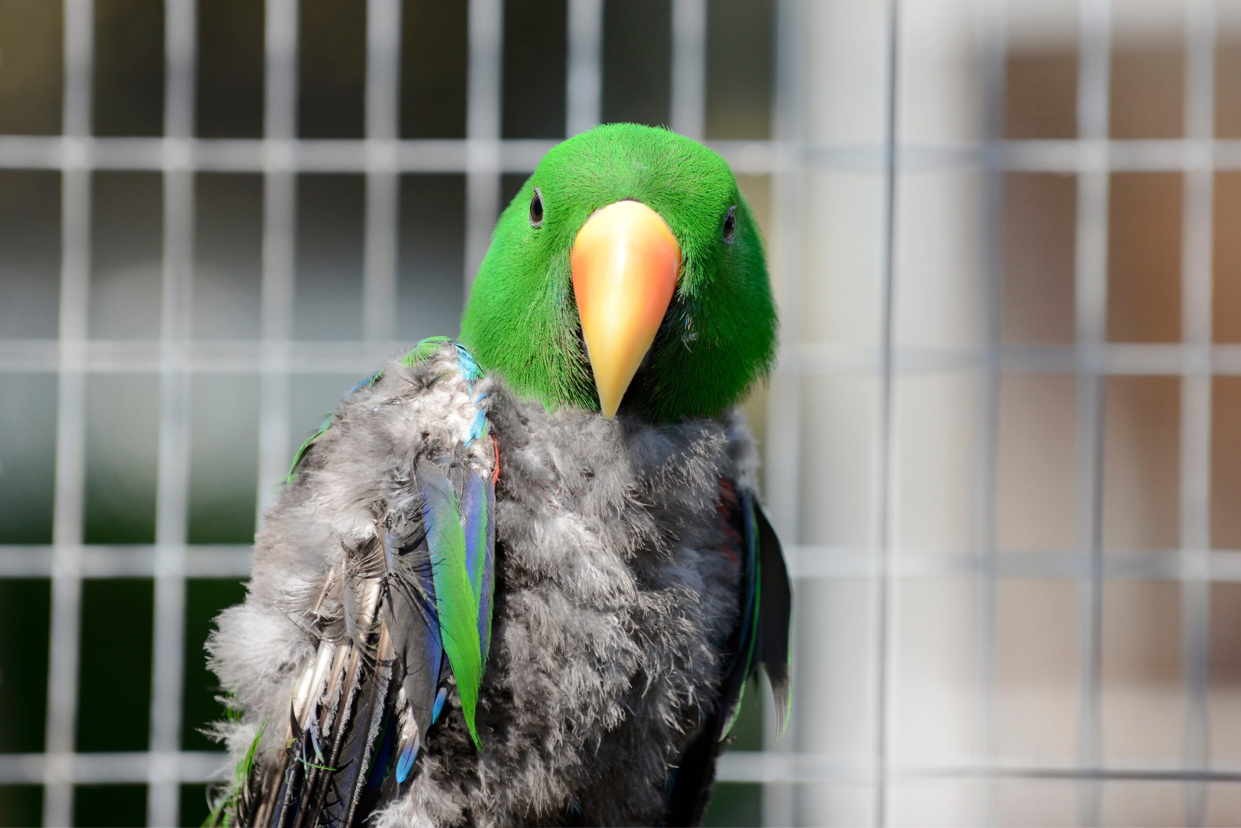 How one can Help Your Feather Deciding on Parrot