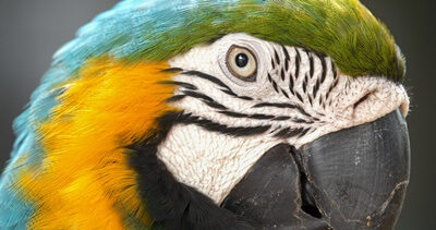 What Is Eye Pinning in Parrots? (Eye Flashing Which means)