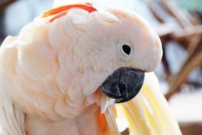 How Arduous Can A Cockatoo Chew? (Chew Stress PSI)