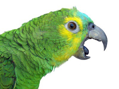 Why Do Parrots Scream So Loads?