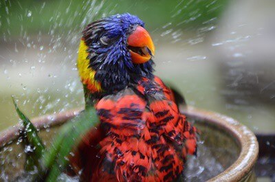 Why Do Parrots Shake Their Heads Side to Side?